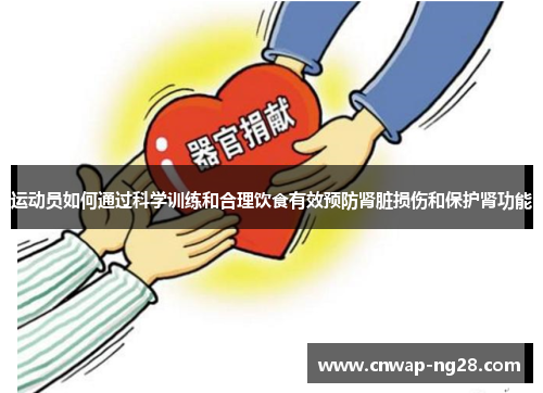 运动员如何通过科学训练和合理饮食有效预防肾脏损伤和保护肾功能 运动员如何通过科学训练和合理饮食有效预防肾脏损伤和保护肾功能