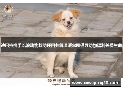 迪巴拉携手流浪动物救助项目共筑温暖家园倡导动物福利关爱生命 迪巴拉携手流浪动物救助项目共筑温暖家园倡导动物福利关爱生命